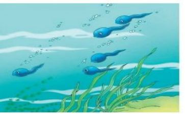 小班小蝌蚪教案5篇