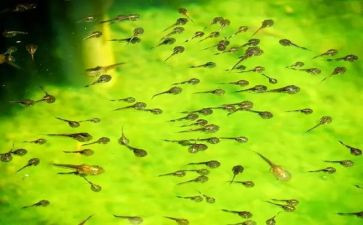 小班小蝌蚪教案优质8篇