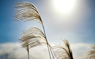 把握的作文500字作文最新6篇