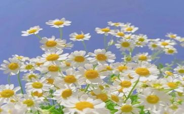 把握的作文500字作文推荐5篇