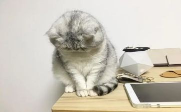 不开心的树大班教案8篇