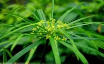 草房子第四章心得5篇