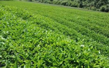 介绍茶的演讲稿精选7篇
