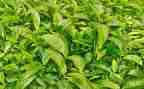 茶活动总结范文精选7篇