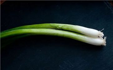 羊葱头历险记读后感5篇
