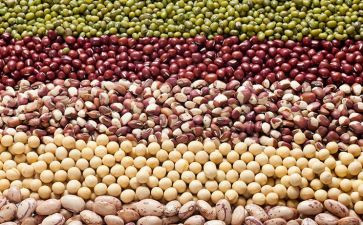 晒豆子的作文参考8篇