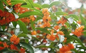 摇桂花读后感6篇
