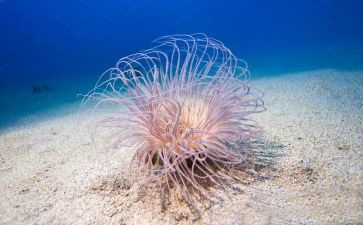 海底两万里海底读后感5篇