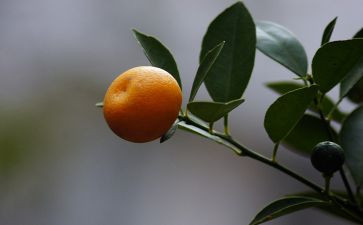 桔子的教案7篇