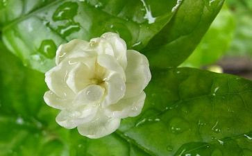 大班音乐茉莉花教案5篇