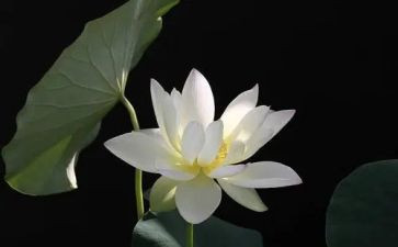 宝莲灯的读后感5篇