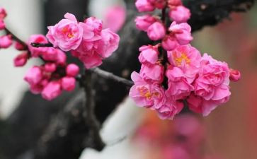 梅花魂观后感7篇