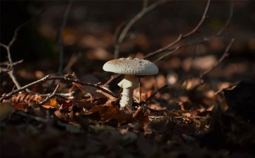 蘑菇屋教案优质5篇