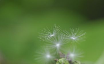 蒲公英优秀作文8篇