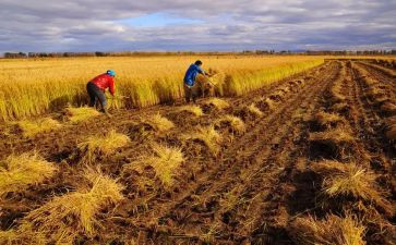 写收获的作文最新8篇