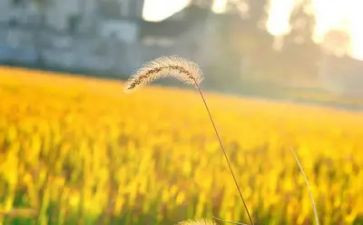 收获体会范文最新5篇