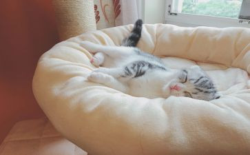 大班睡眠教案6篇