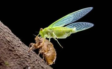 蝉的蜕变作文最新8篇