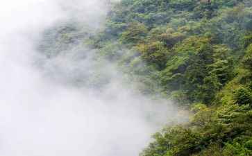 我爱雾作文精选6篇