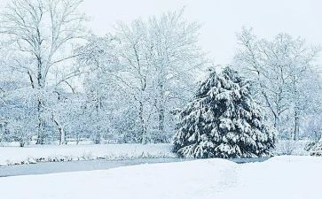 下雪了我作文8篇