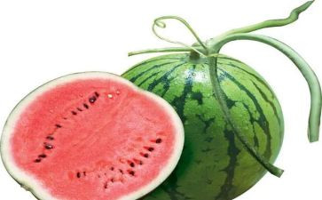 种西瓜教案通用6篇