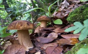野生菌心得体会7篇