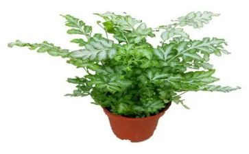 植物的根读后感5篇