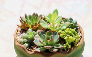 认植物活动方案8篇