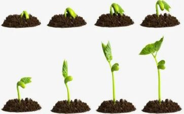 种种子教案6篇