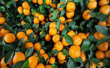 橘子宝宝教案5篇