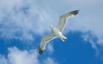 论自由读后感500字7篇